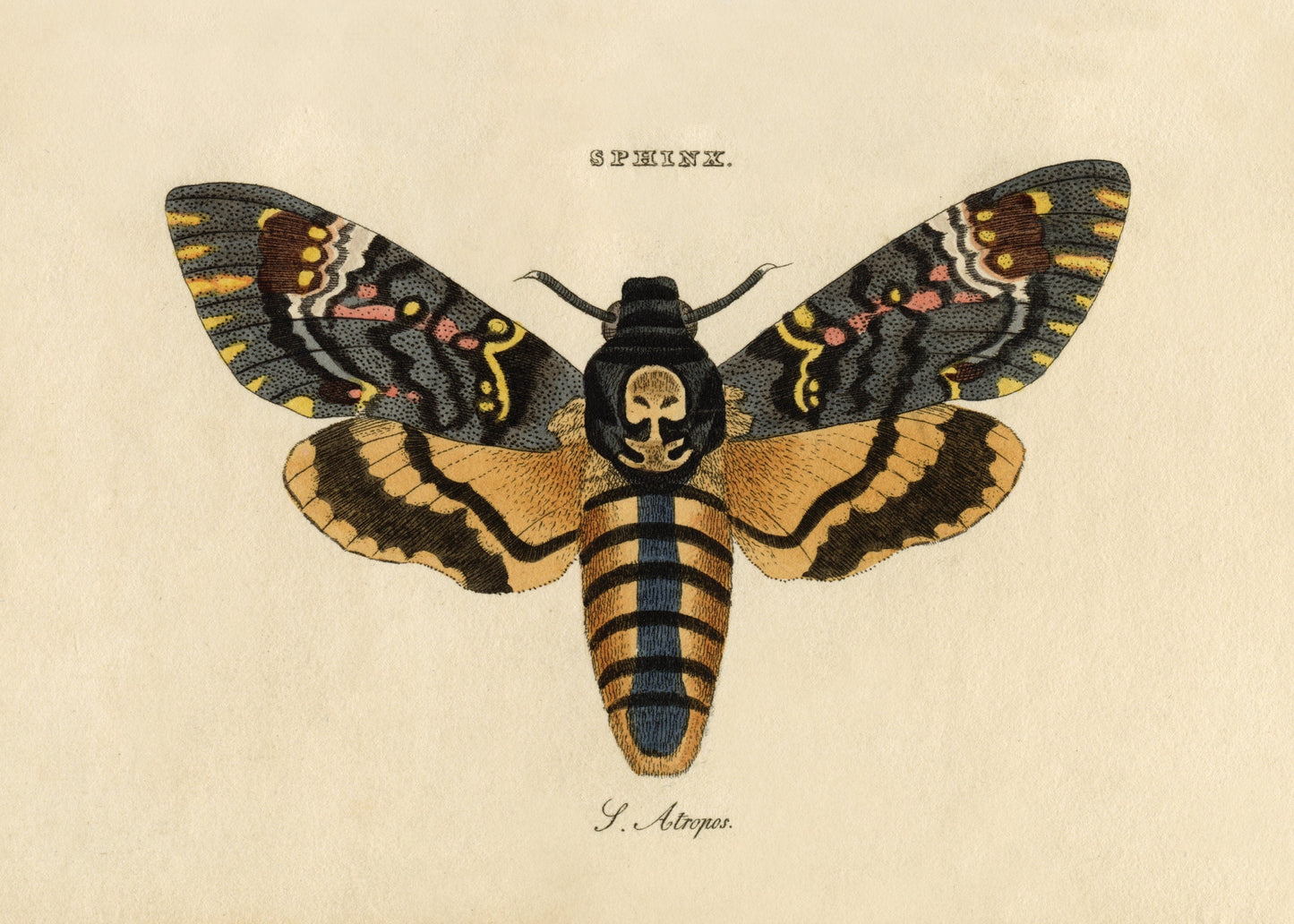 Death's Head Hawkmoth Print