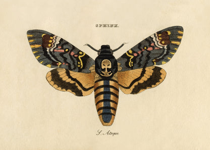 Death's Head Hawkmoth Print