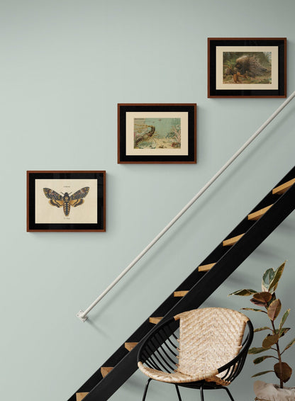 Death's Head Hawkmoth Print