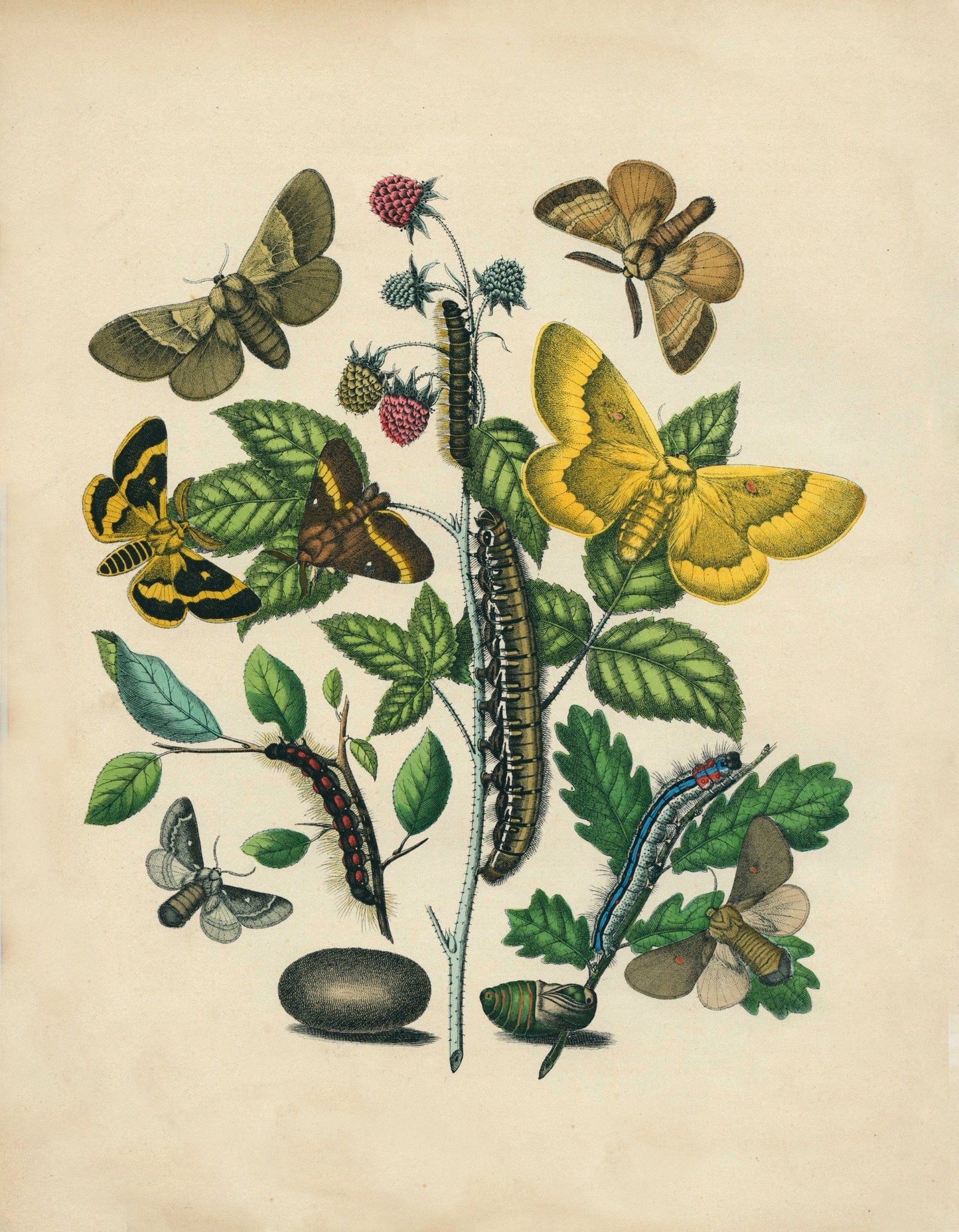 Butterfly Botanical Print