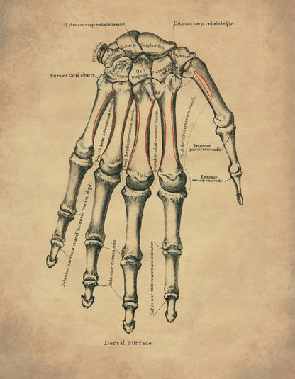 Hand Bones Print