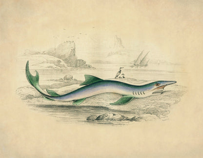 Blue Shark Print