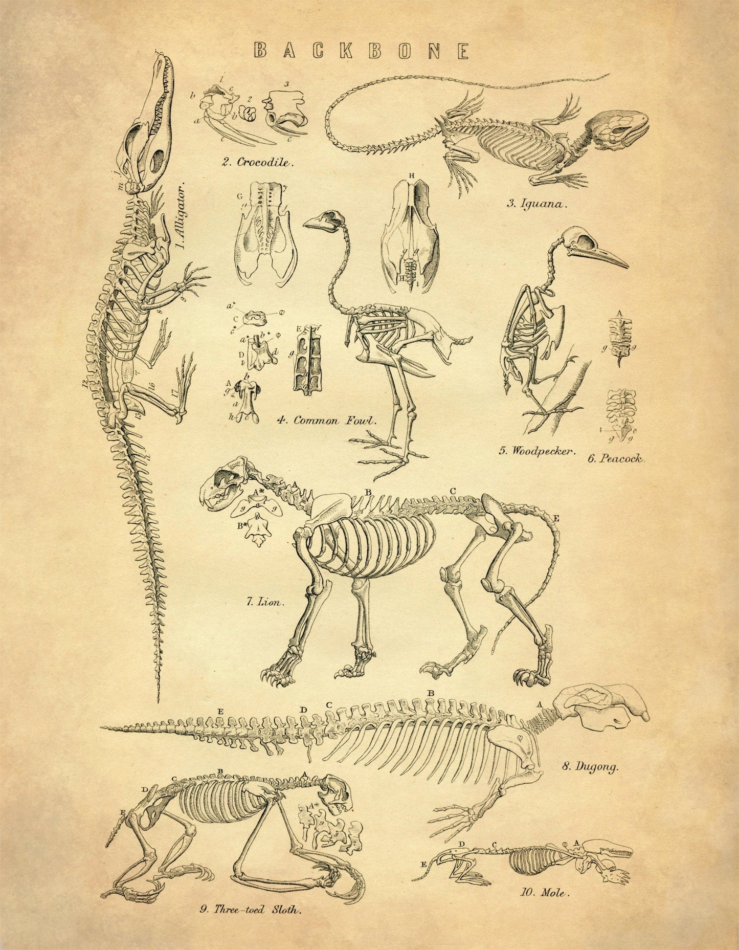 Animal Skeletons Print