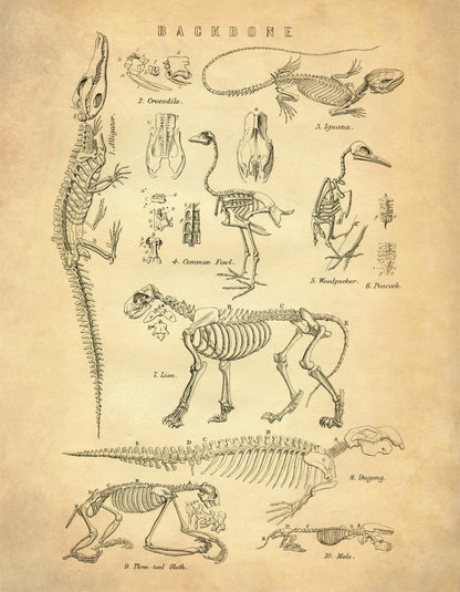 Animal Skeletons Print