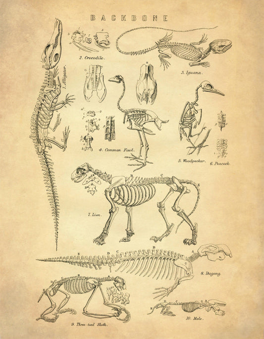 Animal Skeletons Print