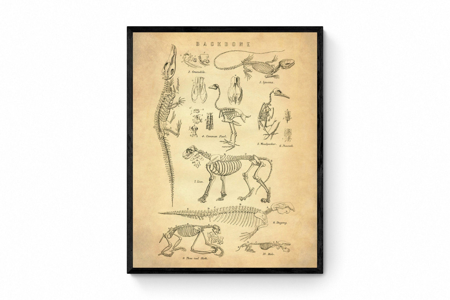 Animal Skeletons Print