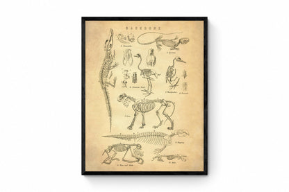 Animal Skeletons Print