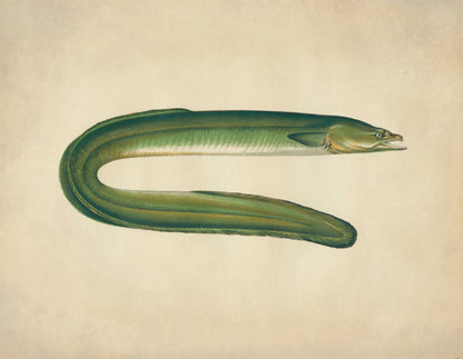 Dublin Eel Print