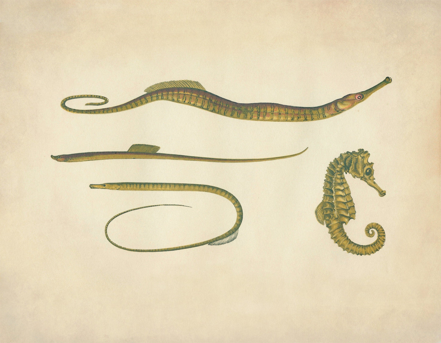 Hippocampus, Snake Pipefish, Worm Pipefish, Straight