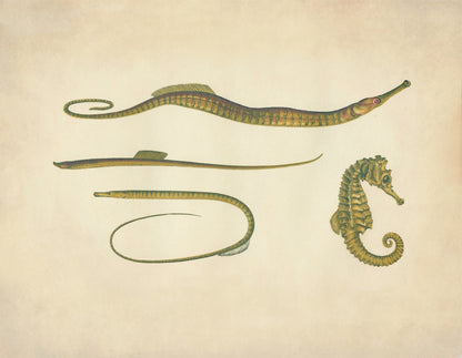Hippocampus, Snake Pipefish, Worm Pipefish, Straight
