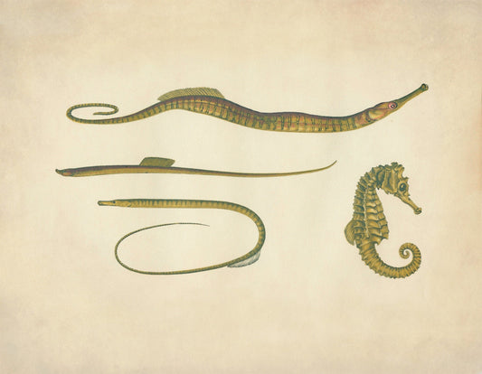 Hippocampus, Snake Pipefish, Worm Pipefish, Straight