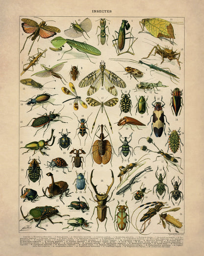 Insects