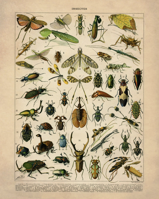 Insects