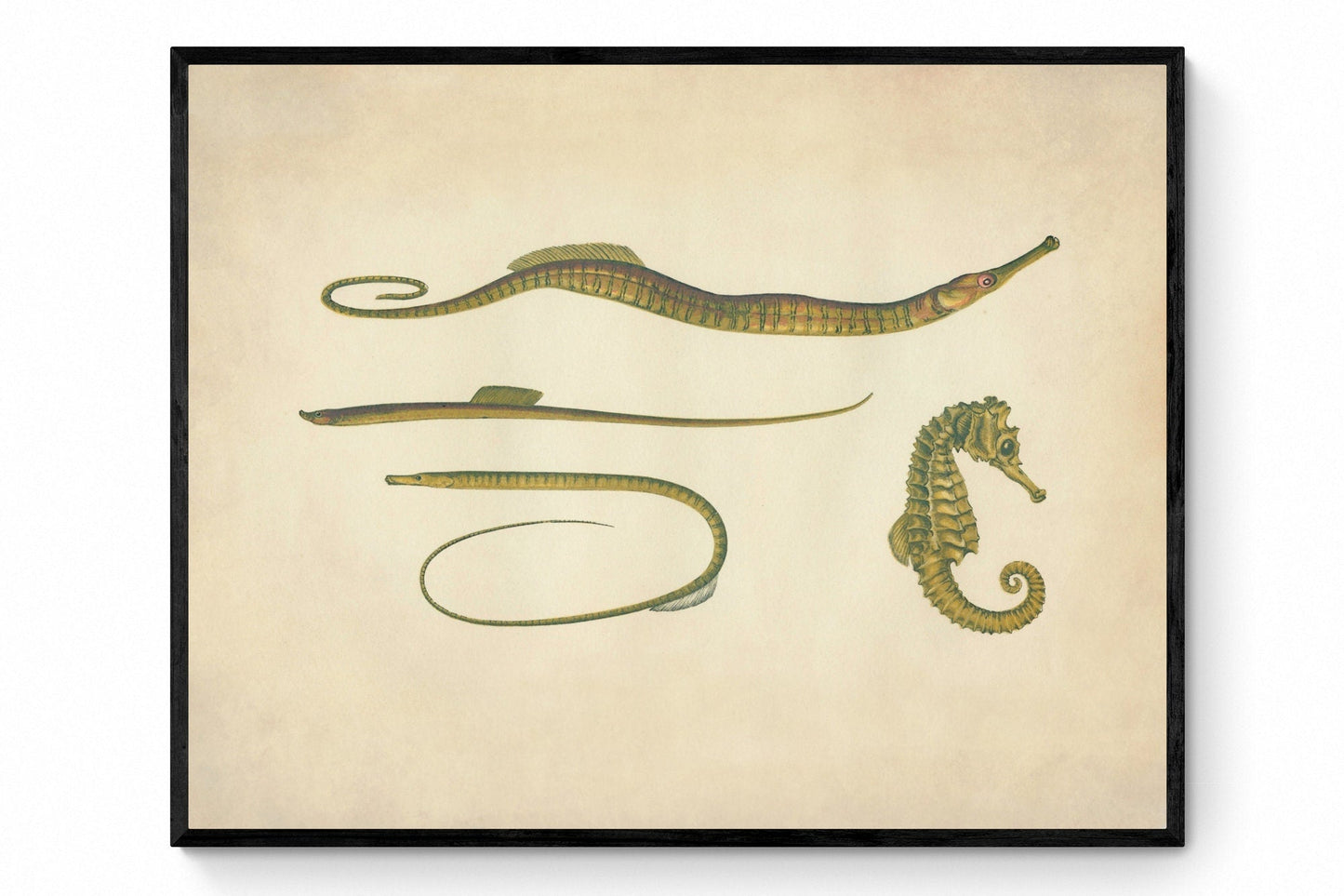 Hippocampus, Snake Pipefish, Worm Pipefish, Straight