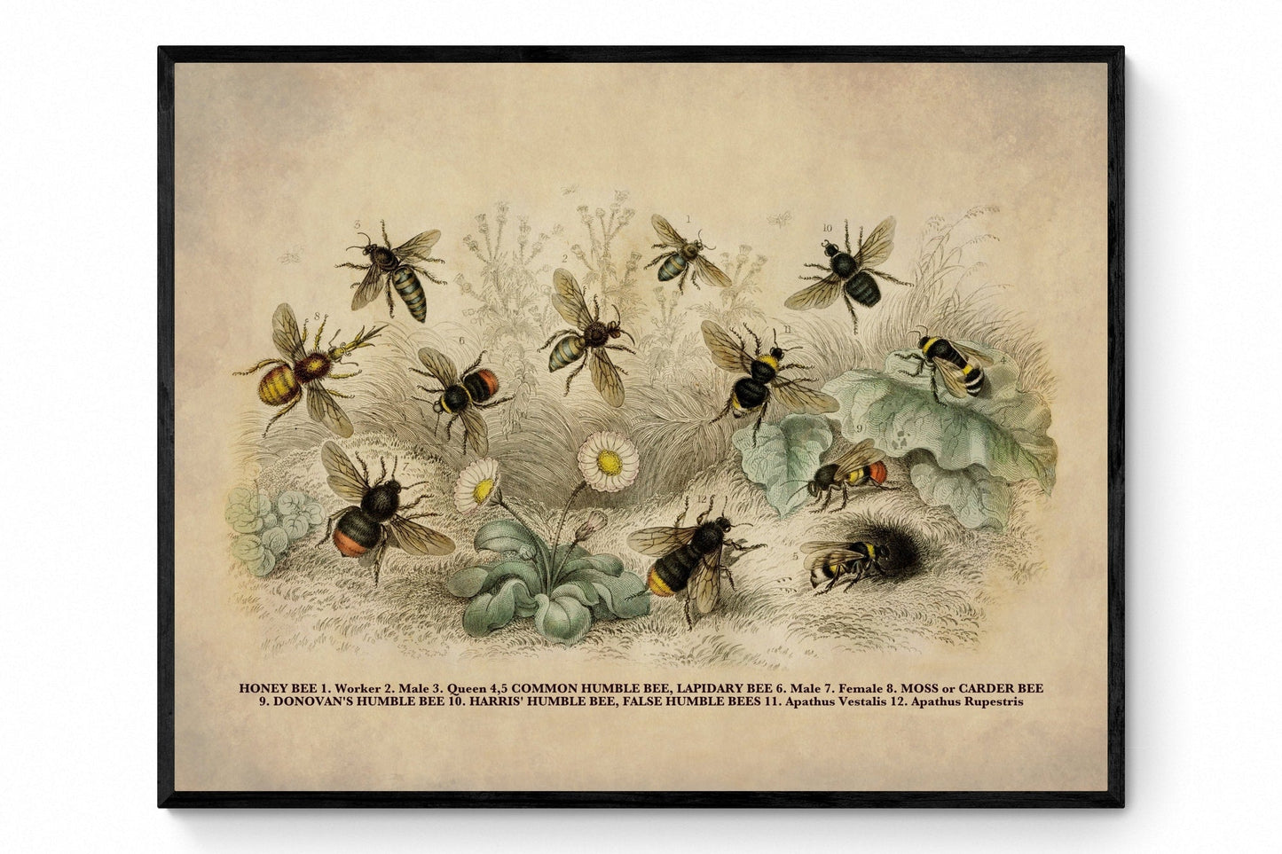 Bees Print