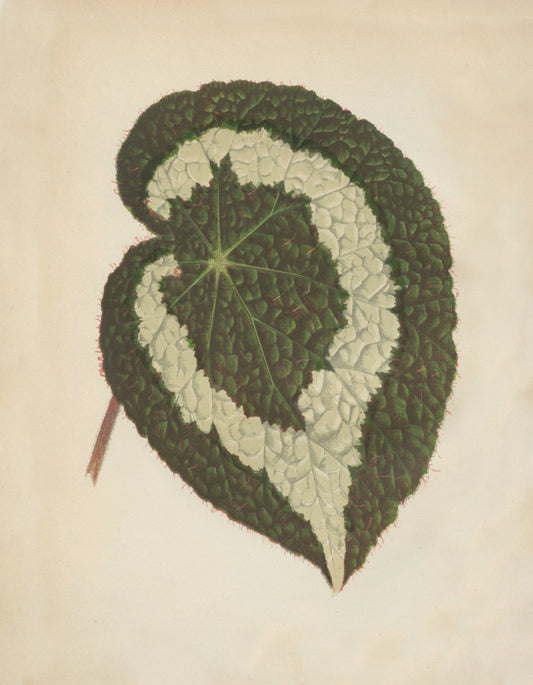 Begonia Rex Antique Reproduction