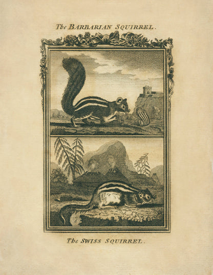 Barbarian Squirrel and Swiss Squirrel Print