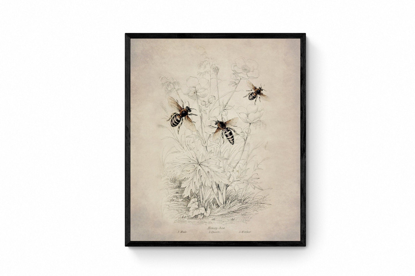 Honeybee (Male, Queen and Worker) Print
