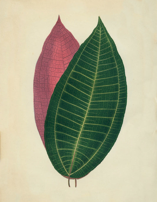 Cyanophyllum Magnificum Print