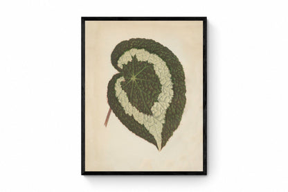 Begonia Rex Antique Reproduction