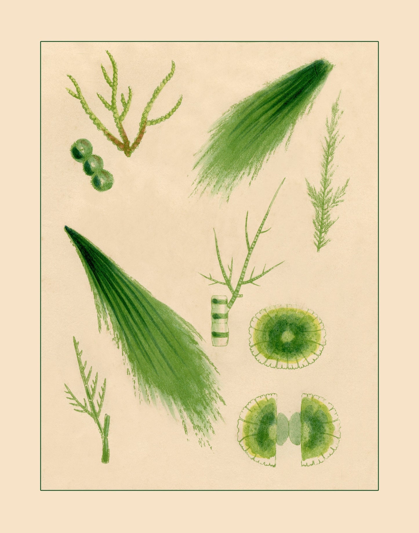 1857 Seaweed Print 1857