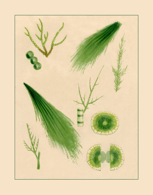 1857 Seaweed Print 1857
