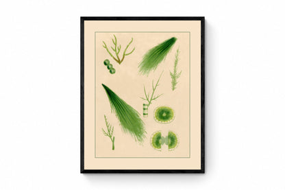 1857 Seaweed Print 1857