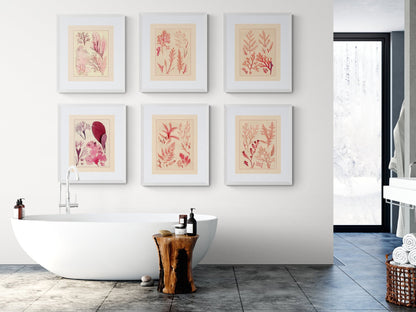 1857 Seaweed Print 1857