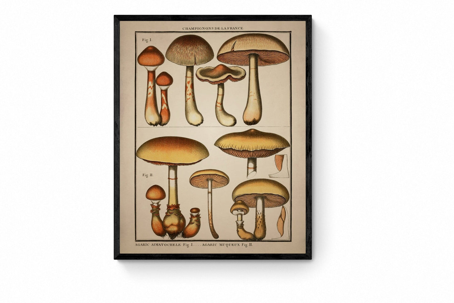 Fungi Mushroom Print