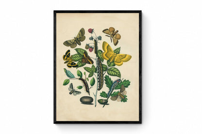 Butterfly Botanical Print