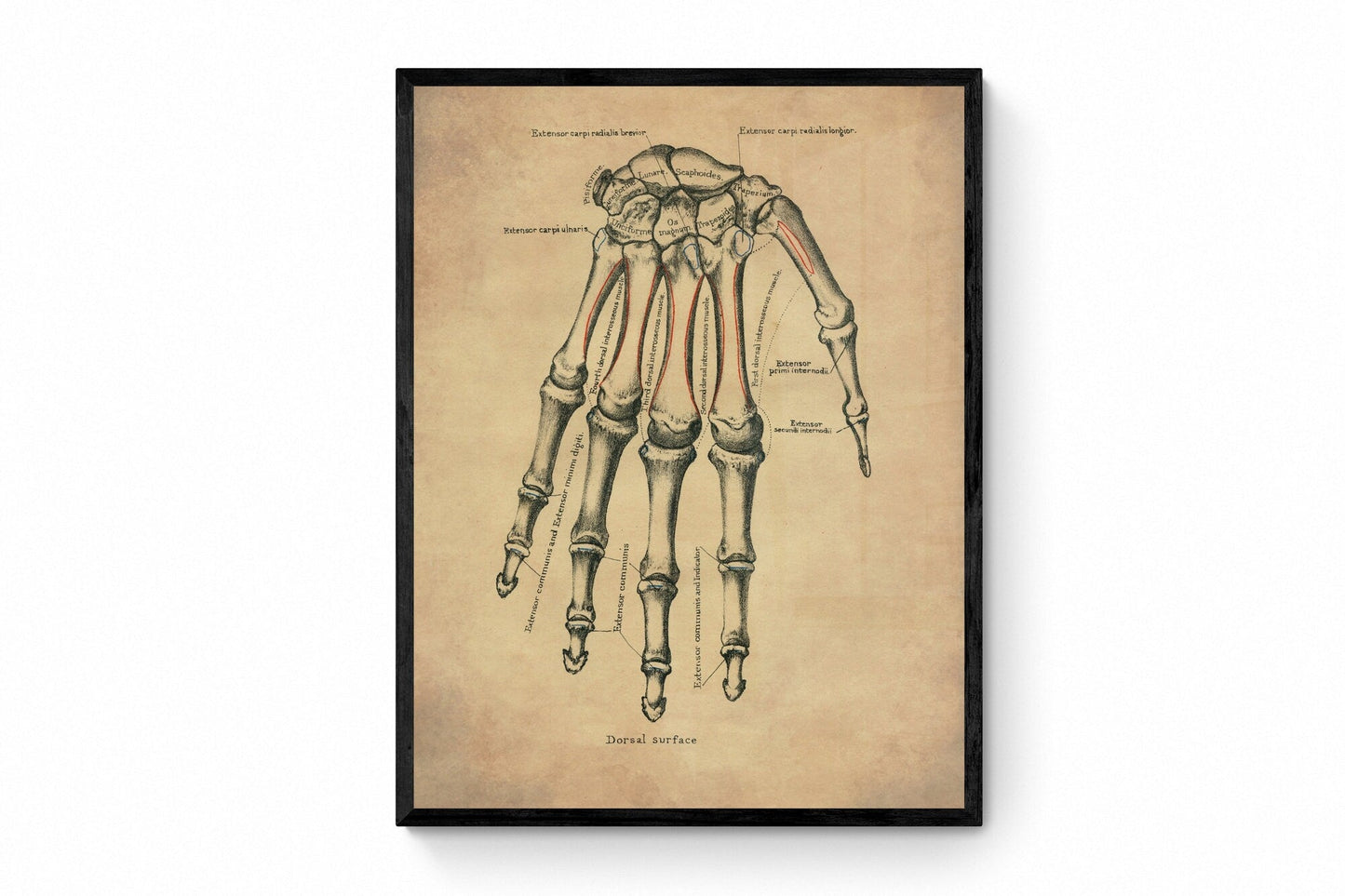 Hand Bones Print