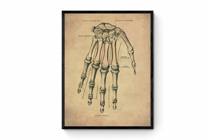 Hand Bones Print