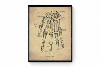 Hand Bones Print