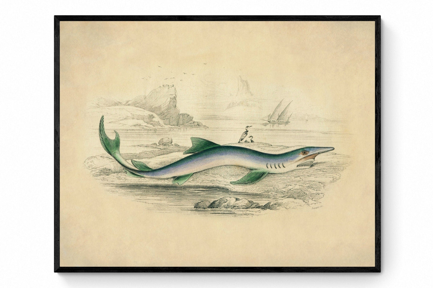 Blue Shark Print
