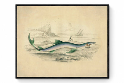 Blue Shark Print