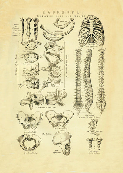 Backbone Skeleton Print