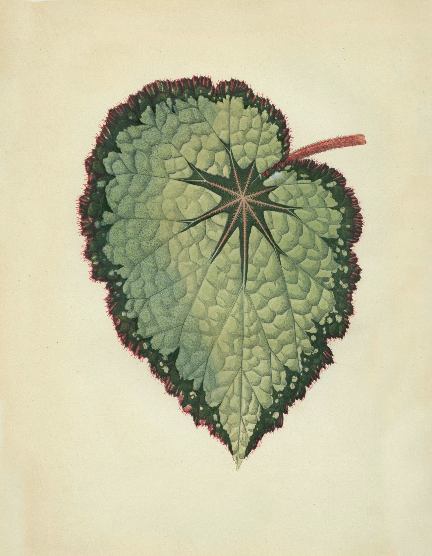 Begonia Rex (Isis Variety) Print