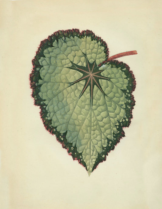 Begonia Rex (Isis Variety) Print