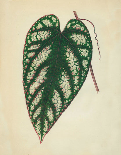 Cissus Javana or Rex Begonia Vine Print