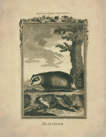Badger Print
