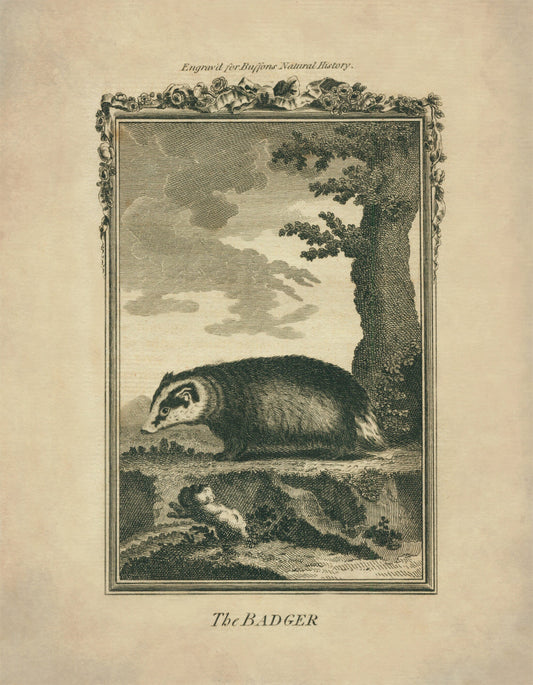 Badger Print