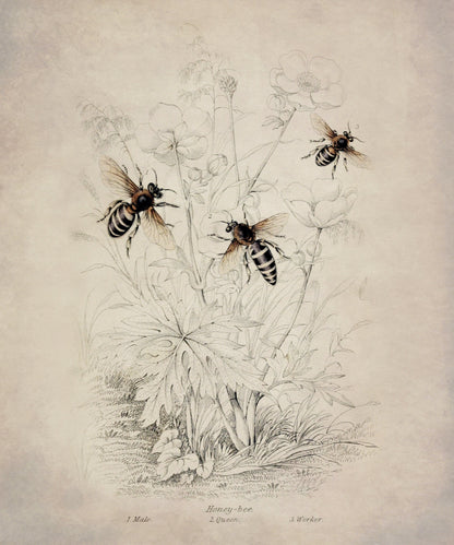 Honeybee (Male, Queen and Worker) Print