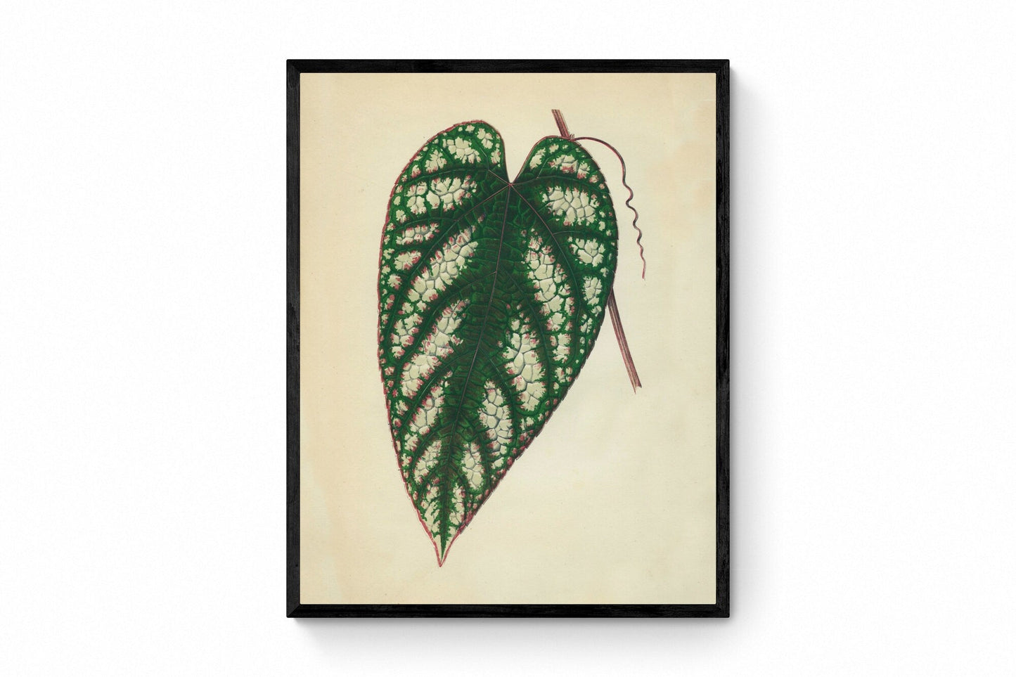Cissus Javana or Rex Begonia Vine Print