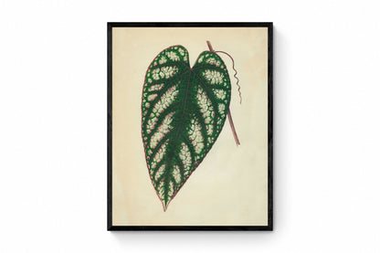 Cissus Javana or Rex Begonia Vine Print