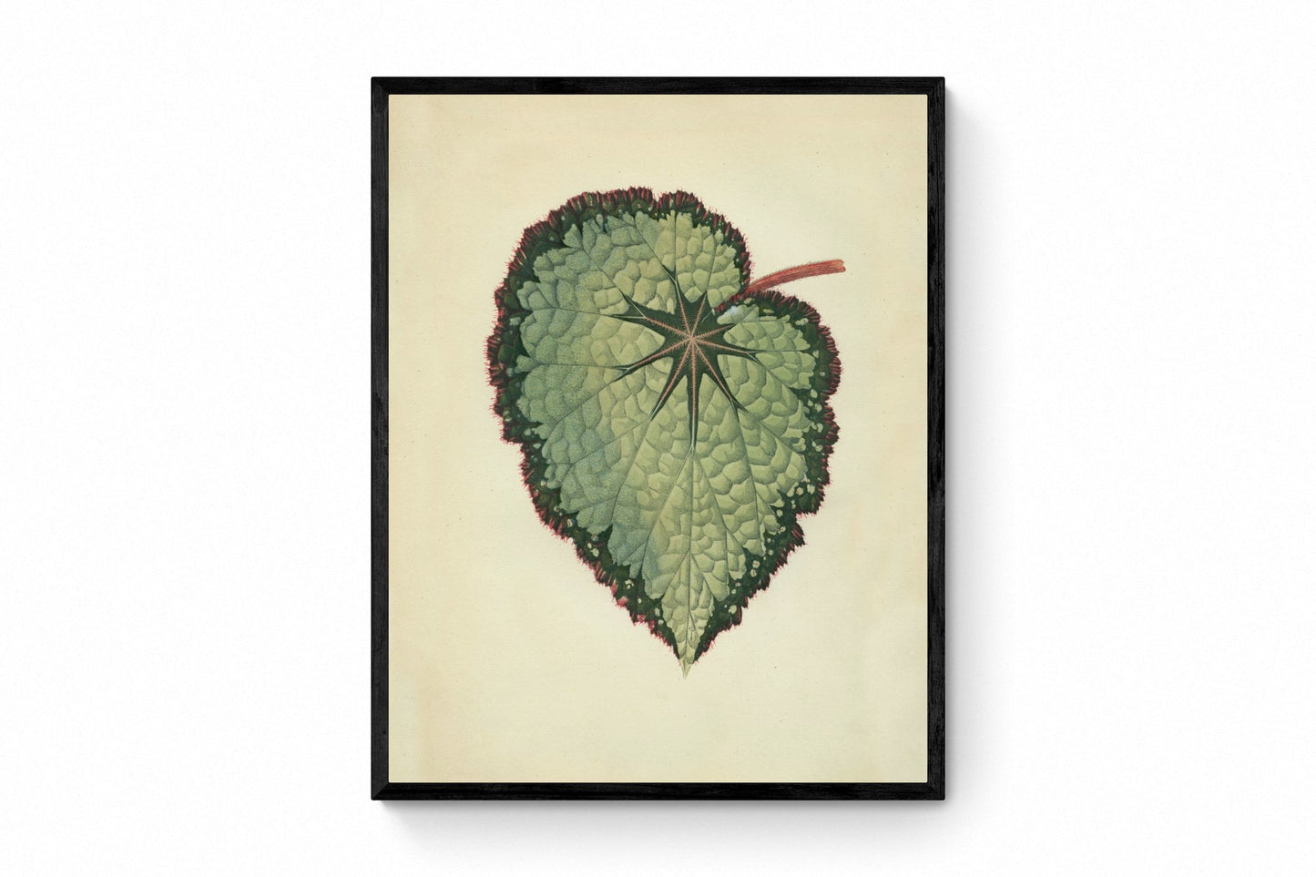 Begonia Rex (Isis Variety) Print