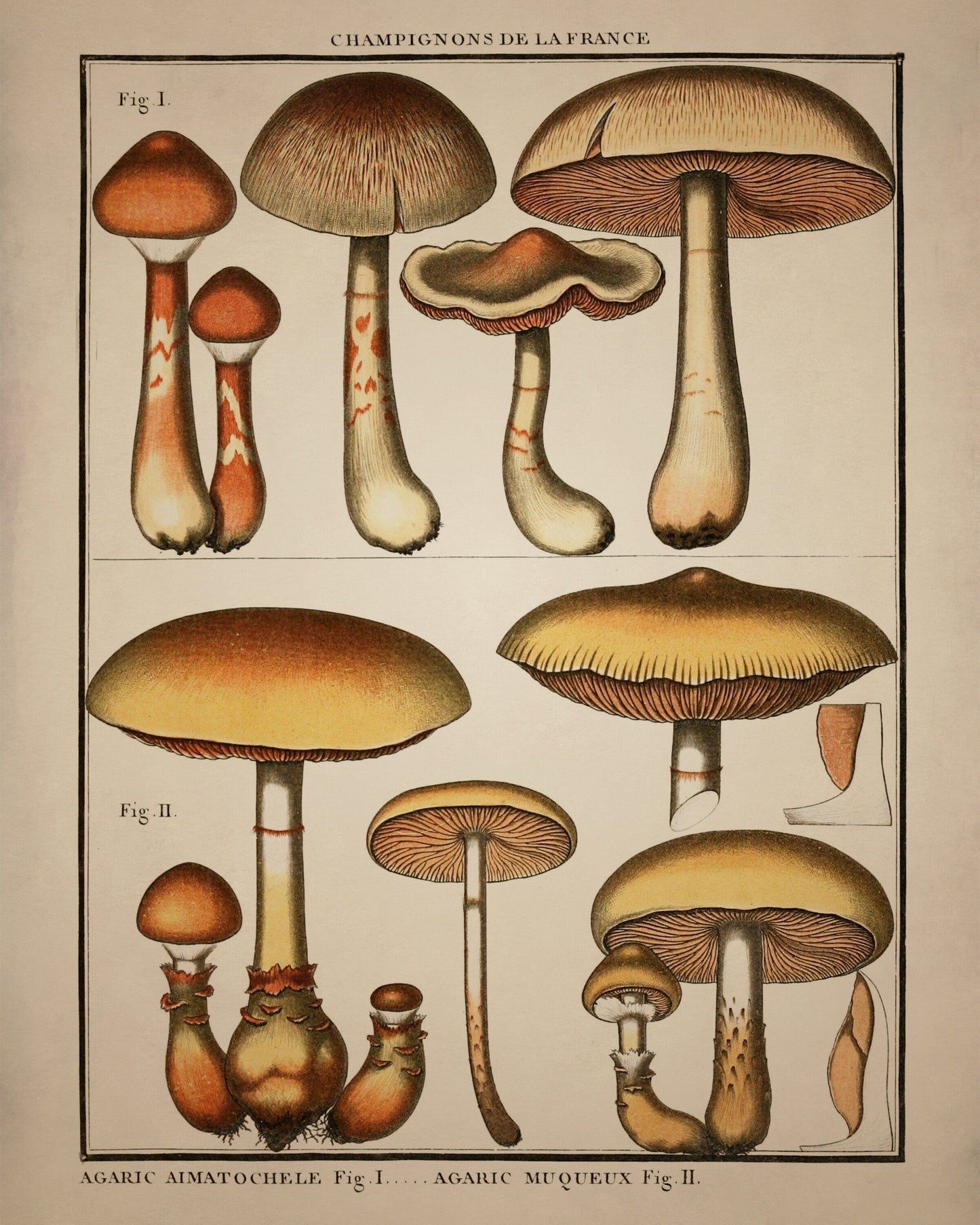 Fungi Mushroom Print