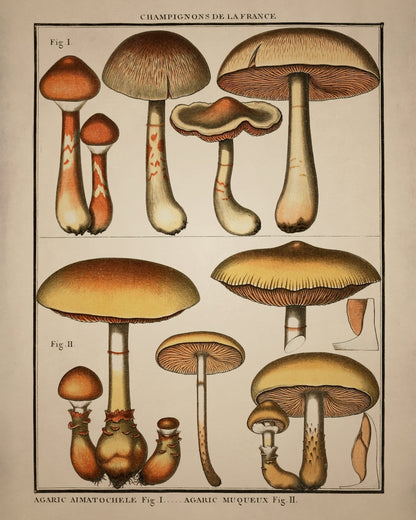 Fungi Mushroom Print