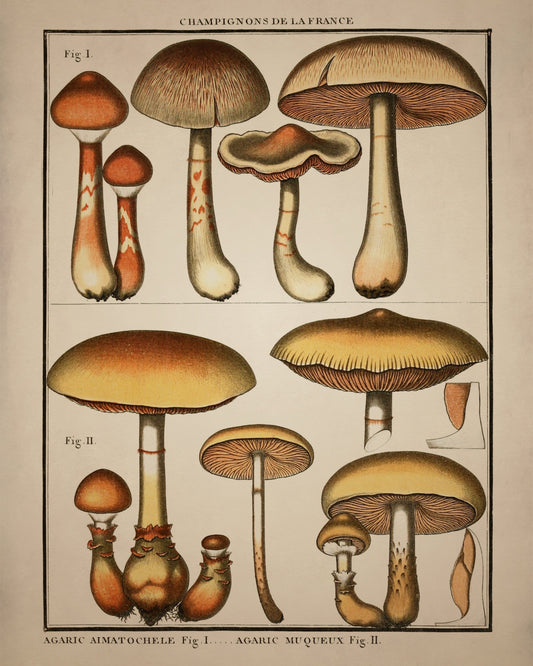 Fungi Mushroom Print