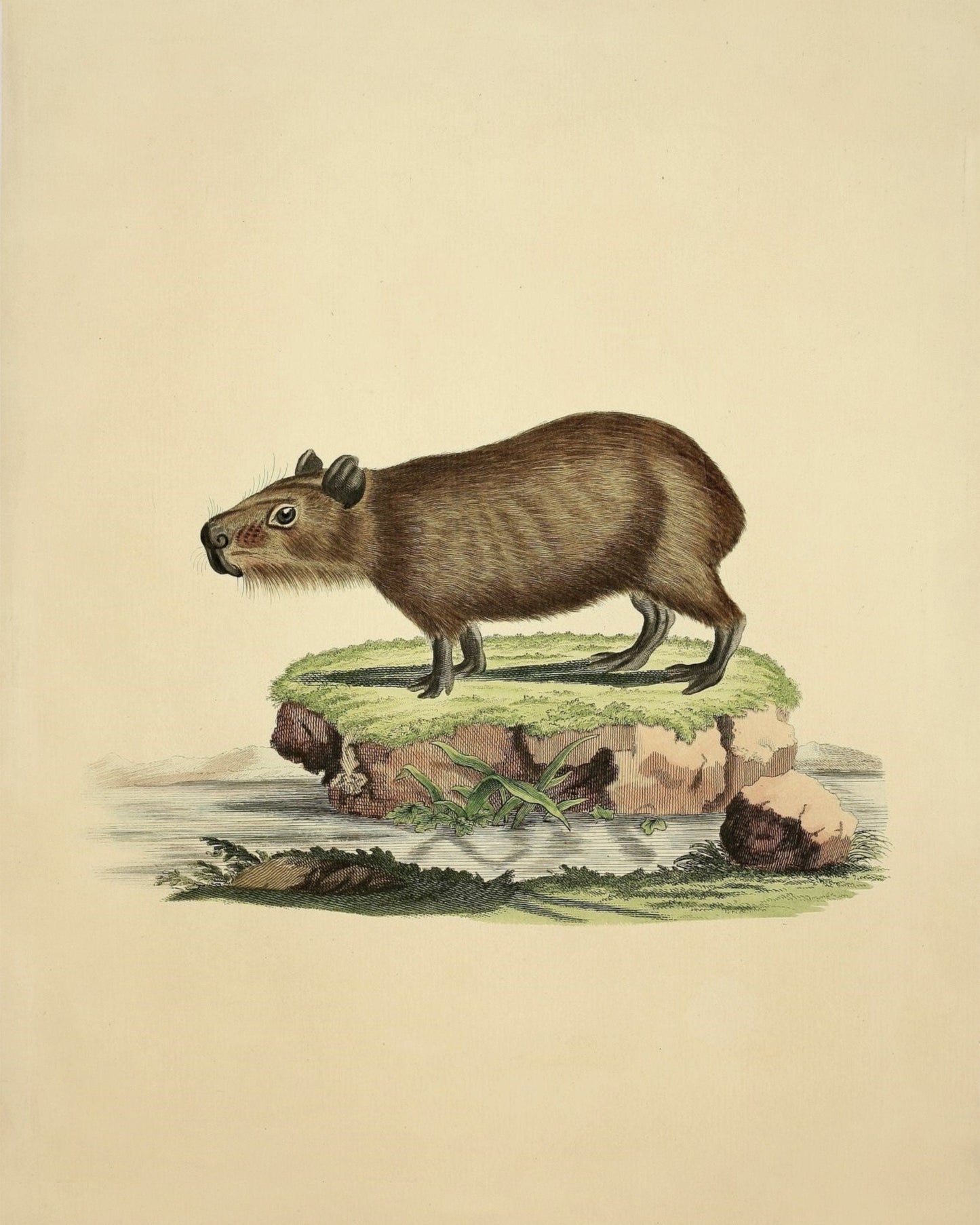 Capybara Print