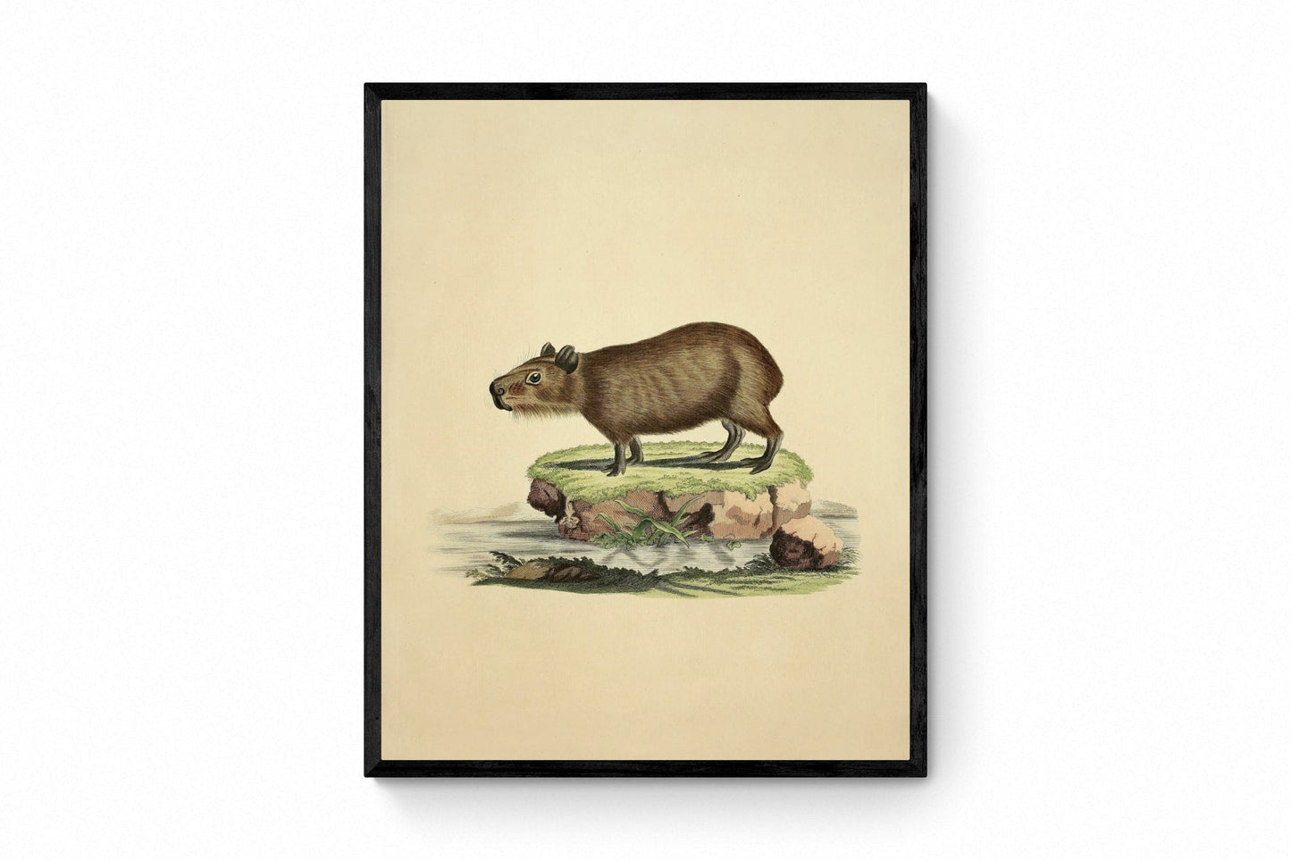 Capybara Print